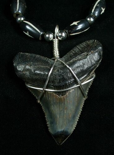 Serrated Megalodon Tooth Necklace #4966
